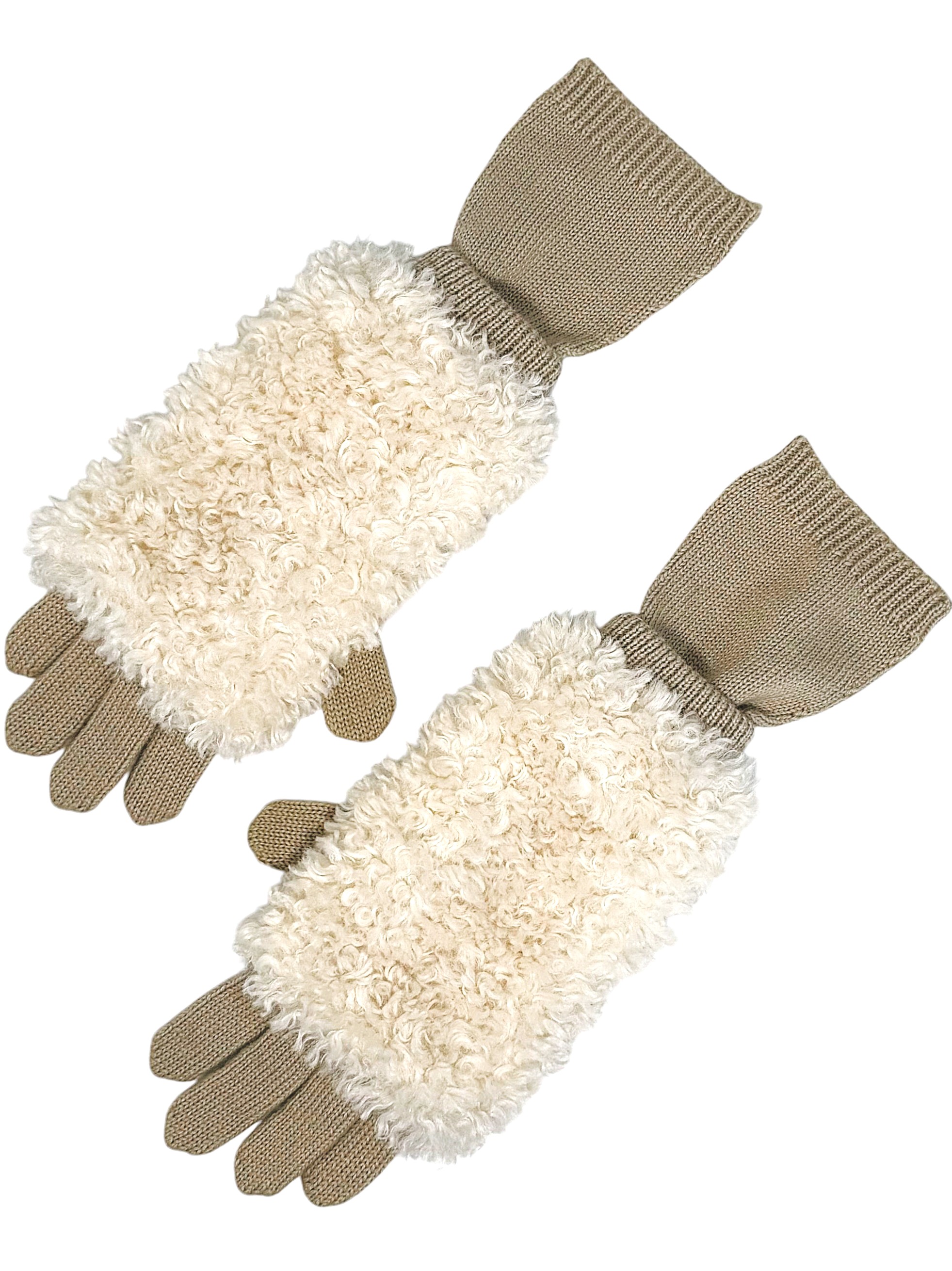 FA556065　casselini